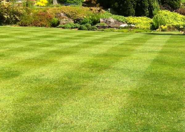 Commercial Grass Cutting in Springfield