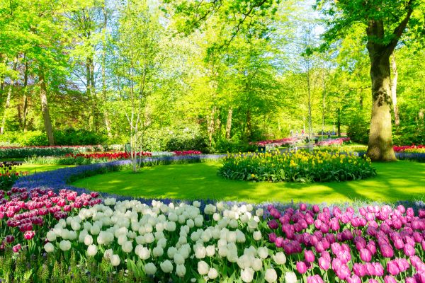 Spring Lawn Care in Springfield