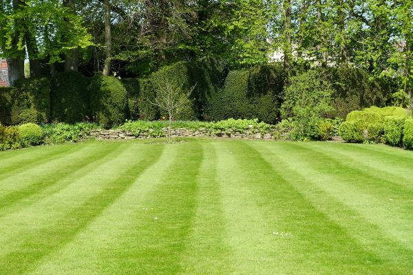 Grass Care Service in Springfield