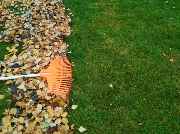 Fall Lawn Care in Springfield