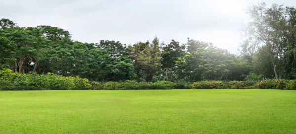 Golf Course Mowing in Springfield